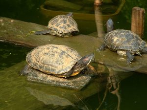 turtles-1548521